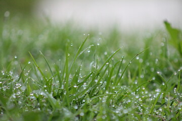 dew on grass