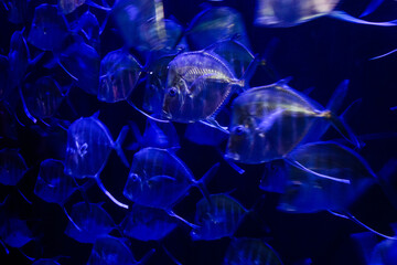 Saltwater see-through fish