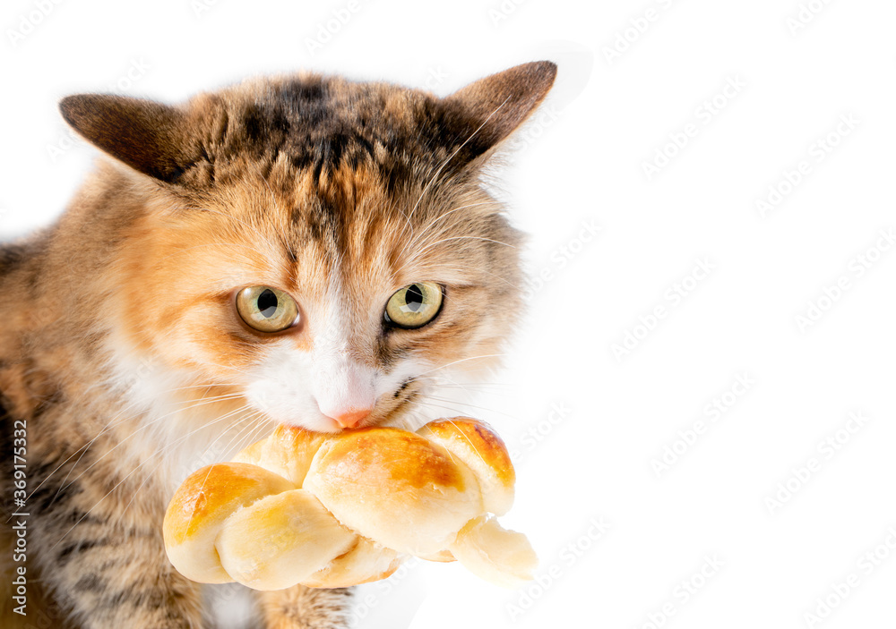 Cat thief caught stealing food. The mischievous kitty has a big piece ...