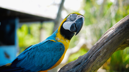 Wall Mural - Parrot ara with yellow and blue feathers sits on a wooden branch