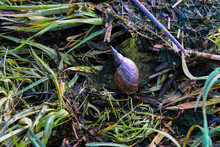 Pond Snail On The River Coast