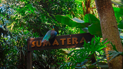 Wall Mural - A large peacock with blue feathers sits on a wooden sign with the inscription Sumatera