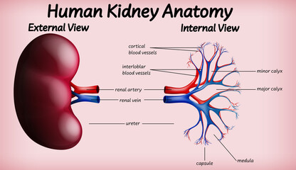 Sticker - Medical human kidney anatomy