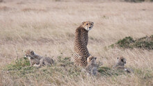 A Rear View Of A Mother Cheetah With Three Cubs At Masai Mara