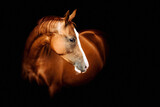 Fototapeta Konie - portrait of a red don horse on black