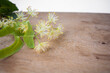 © Koxae - Flowers of linden, fragrant medicine herbal and healthcare tea ingredient