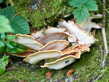 Bracket Mushrooms Growing On An Old Moss Covered Log
