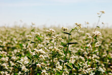 Field Of Buckwheat Blossoms