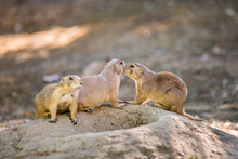 A Family Of Prairie Black-tailed Dogs. Two Prairie Dogs Hug And Kiss Each Other. Cynomys Ludovicianus In Love.Selective Focus