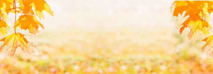 Wall Mural - Long banner with tender red orange transparent autumn maple leaves glowing at sunset. light flare tree with blurred background. Copy space golden foliage seasonal backdrop