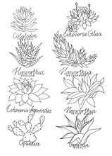 Set Hand-drawn Black Marker Succulent Haworthia, Echeveria, Opuntia, Aloe Vera Home Plant Isolated On White Background. Line Art Creative Nature Object For Card, Sticker, Wallpaper, Textile, Wrapping