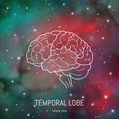 Wall Mural - Brain structure. Cerebral cortex, temporal lobe scientific medical neuro biology illustration in front of outer space background