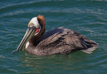 Brown Pelican with adult breeding plumage, Cabo San Lucas, Baja California Sur, Mexico