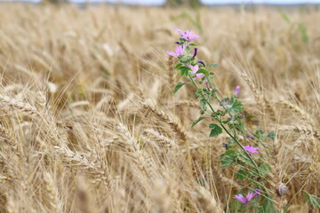 Wheat field, yellow ears of wheat, rye, barley and other cereals. Background of blue sky and western sun in a rural meadow. Wildflowers.
The concept of a good harvest.