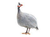 Fototapeta  - guinea fowl isolated on white background.