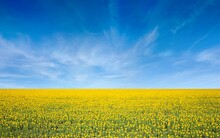 Aerial View Of Wide Field Of Yellow Blooming Sunflowers And Blue Sky With Light White Clouds In Ukraine