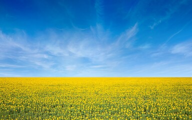 Aerial view of wide field of yellow blooming sunflowers and blue sky with light white clouds in Ukraine