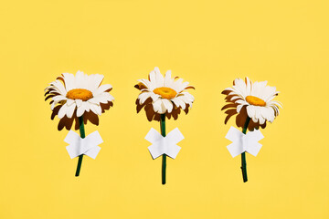 Three daisy flowers taped on wall on yellow background