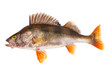 Perch fish, (perca fluviatilis), predatory fish, isolated on white background