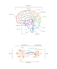 Wall Mural - Neuron anatomy. Axons, dendrites, cell body, myelin and synaptic cleft. Neuroscience infographic on white background. Neurobiology scientific medical vector illustration