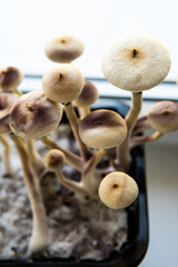 Psilocybin cubensis mushroom. Medical research of psilocybin . Fresh Psilocybin shroom.