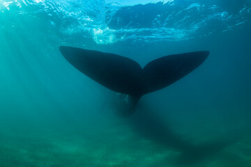 Southern Right Whale, Eubalaena australis, tail view in the shallow protected waters of the Nuevo Gulf, Valdez Peninsula, Argentina, a UNESCO World Heritage site.