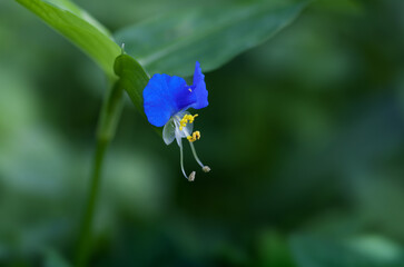 Wall Mural - Asiatic day flower in field