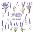 Vector illustration of lavender. Watercolor hand-painted. Flowers, branches, bouquets of lavender. Provence