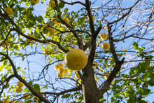 The Grapefruit Is A Subtropical Citrus Tree Known For Its Relatively Large Sour To Semisweet, Somewhat Bitter Fruit.