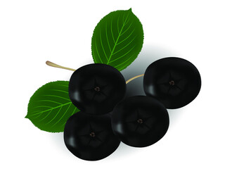 Wall Mural - Branch of black chokeberry (Aronia melanocarpa) with green leaves isolated on white background.