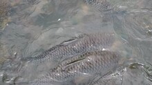 Many Fish Swimming In The Public River.