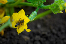 Young Plant Cucumber With Bee On Yellow Flower On Ground. Vegetables Pollination