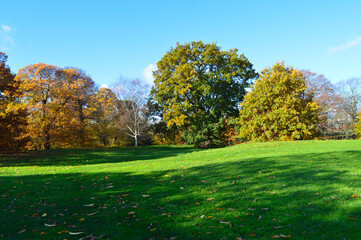 beautiful landscape with green grass colourful trees suitable for a wallpaper