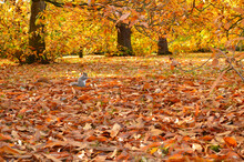 Squirrel Sitting On Fallen Leaves Of Yellow And Brown