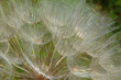 common dandelion macro. fluffy white and red color detail. contrasting bright green grass. closeup view. botanical name Taraxacum erythrospermum, blurred background. beauty in nature. natural pattern.