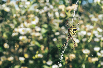 Poster - Close up Cobweb or spider's web against a natural background, Dew on a spider .