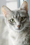 Fototapeta Koty - Close-up portrait of a beautiful gray cat with yellow eyes. A domestic cat sits on the windowsill and watches what is happening. Image for veterinary clinics, sites about cats, for cat food.