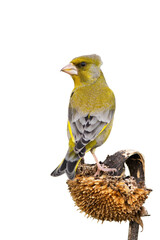 Wall Mural - European greenfinch, chloris chloris, sitting on sunflower isolated on white background. Yellow bird with grey wings looking on wildflower cut out on blank.