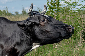 Wall Mural - Cow photoshoot in the fields