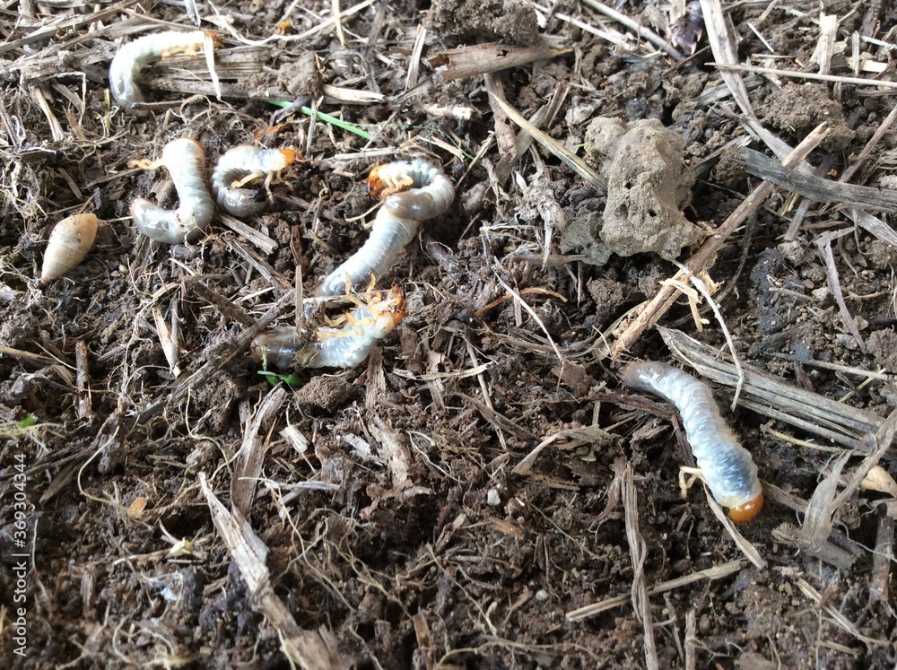 beetle larvae, garden pest Stock Photo | Adobe Stock