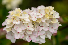Inflorescences Of White Hydrangea In Green Foliage. Close Up.