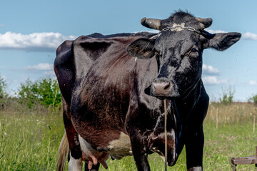 Wall Mural - Cow photoshoot in the fields