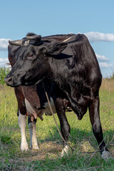 Wall Mural - Cow photoshoot in the fields