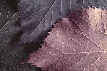 Macro colorful leaves, texture background