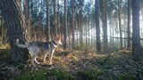 Fototapeta Na sufit - pies w lesie