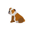 Bulldog puppy vector illustration in flat style.