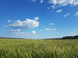Fototapeta Na sufit - Blue sky with light blue clouds over cereal field.