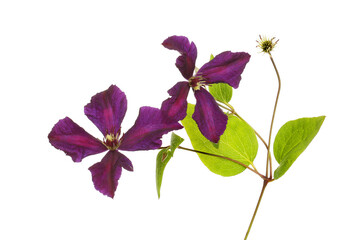 Wall Mural - Clematis flowers and foliage