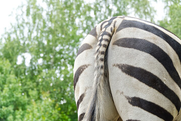 Zebra ass or Zebra from behind, close - up. do not disturb concept.