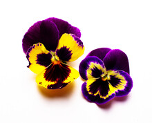 On A White Background, Two Pansy Flowers Close-up. Natural Flower Concept